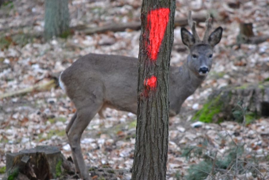 Ministerium für Landwirtschaft, Umwelt und Klimaschutz (MLUK) erlässt erneute Schonzeitaufhebung für Rot-, Reh- und Damwild. Tierschutzrelevante Aspekte werden vollkommen außer Acht gelassen. LJVB reicht Klage vor dem Verwaltungsgericht ein. (Quelle: Hamann/LJVB)