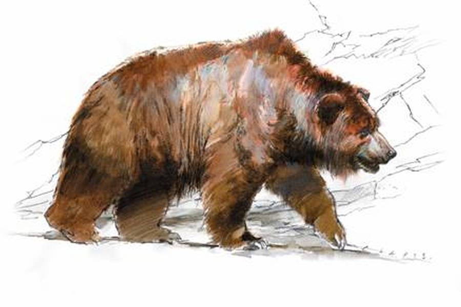 Höhlenbären konnten während der Eiszeiten eine Länge von mehr als drei Metern und ein Gewicht von mehr als einer Tonne erreichen. Während der Warmzeiten, so wie in Schöningen, waren sie etwas kleiner. (Künstlerische Darstellung: Benoît Clarys)