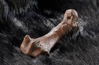 Mittelfußknochen eines Höhlenbären mit Schnittspuren. (Foto: Volker Minkus)