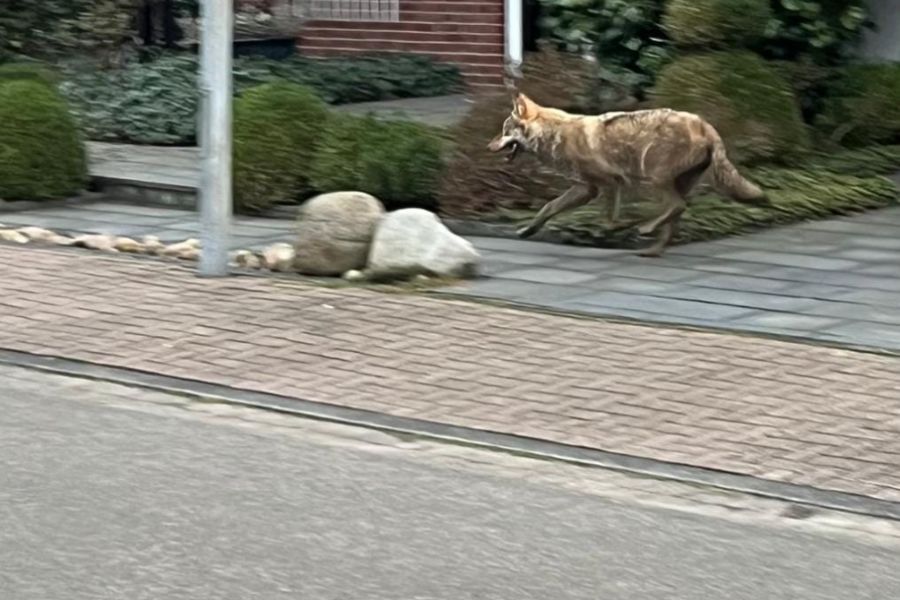 Der Wolf, wie er durch ein Wohngebiet in Weyhe läuft. (Quelle: Screenshot - Facebook-Gruppe „Unser Weyhe - Gruppe (Bürgerportal in der Gemeinde Weyhe)“)