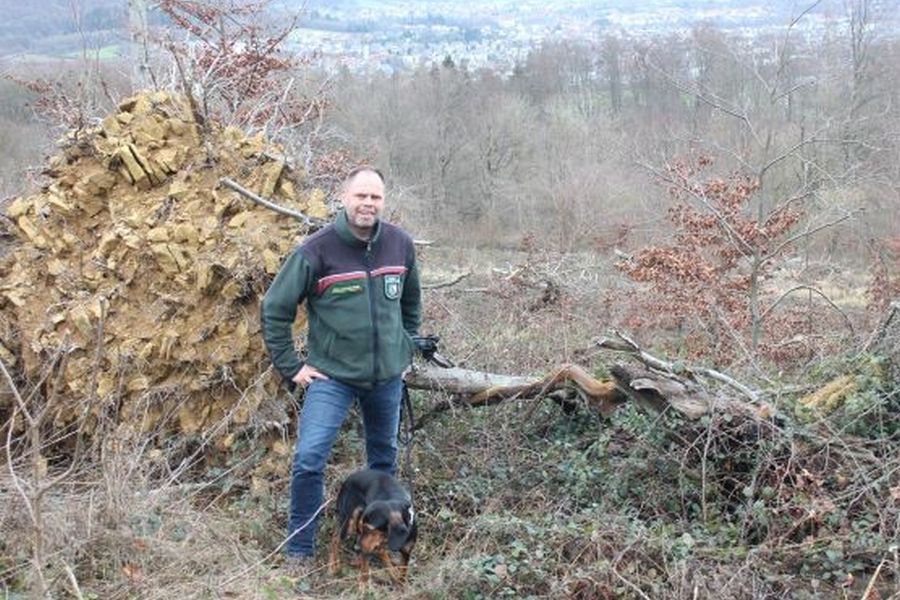 5 Jahre nach dem Sturm. Roland Schockemöhle besucht mit Bracke-Hündin Asta den Wald im Eggegebirge. Gut zu erkennen: Baumwurzeln rissen „mit Windenergie“ ganze Erdhügel aus dem Boden. (Bild: Wald und Holz NRW / Roland Schockemöhle)