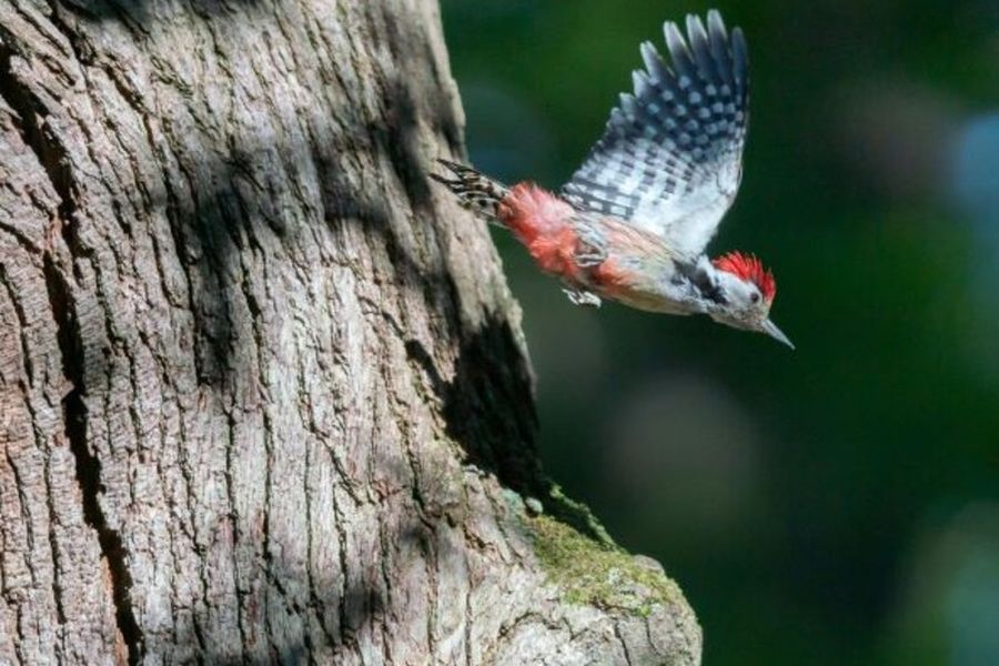 Der Mittelspecht ist ein typischer Bewohner alter Eichen-Laubwälder. (Foto: Klaus Striepen, Wald und Holz NRW)