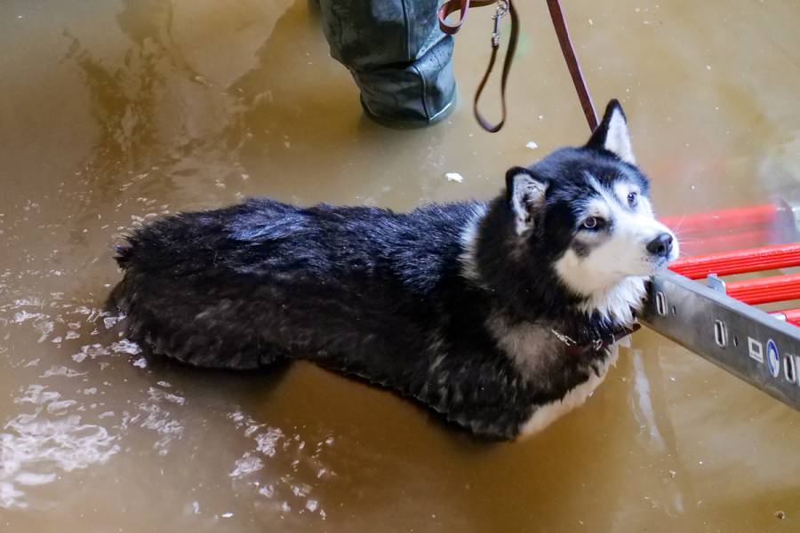 Husky im Schacht. (Foto: Polizei)