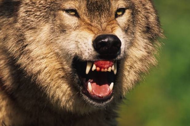 Ein Wolf fletscht die Zähne. (Symbolbild: iStock/twildlife)