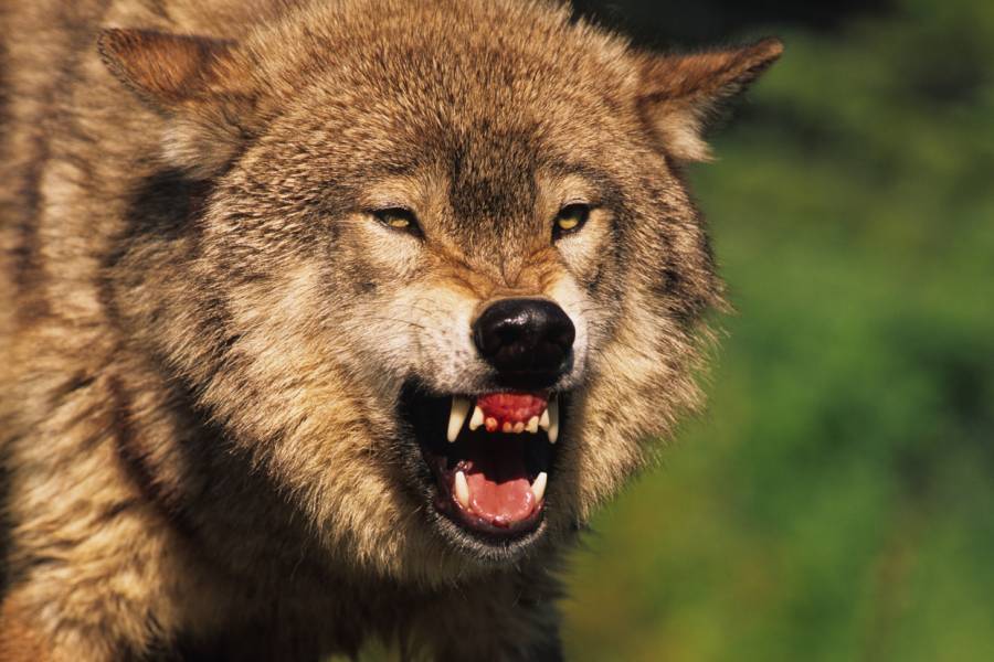 Ein Wolf fletscht die Zähne. (Symbolbild: iStock/twildlife)