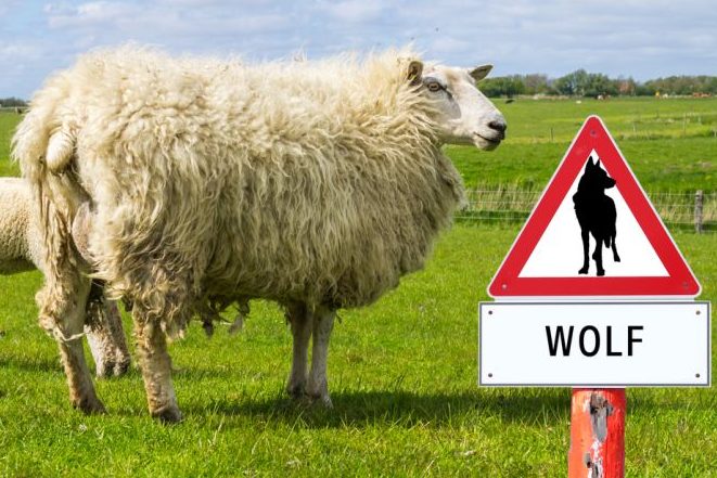 Zwei Schafe auf einer Weide, auf der ein Schild „Vorsicht Wolf“ steht.
