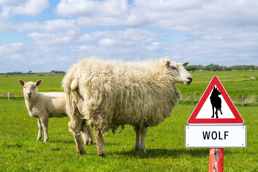 Zwei Schafe auf einer Weide, auf der ein Schild „Vorsicht Wolf“ steht.