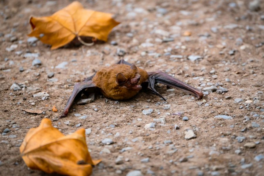 Eine Fledermaus auf dem Boden. (Symbolbild: Susanne Friedrich)