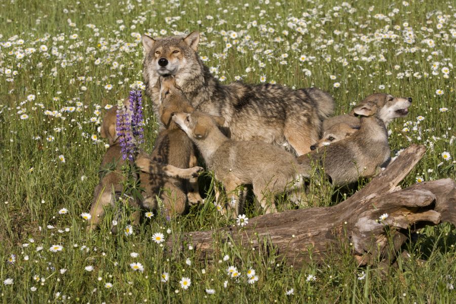 Wolfswelpen spielen mit ihrer Mutter auf einer Wiese. (Symbolbild: iStock/dssimages)