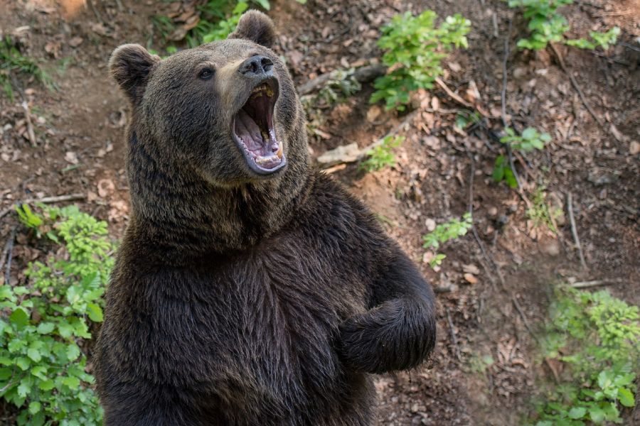 Ein Braunbär, der sich aufgestellt hat. (Symbolbild: Eszter Miller)