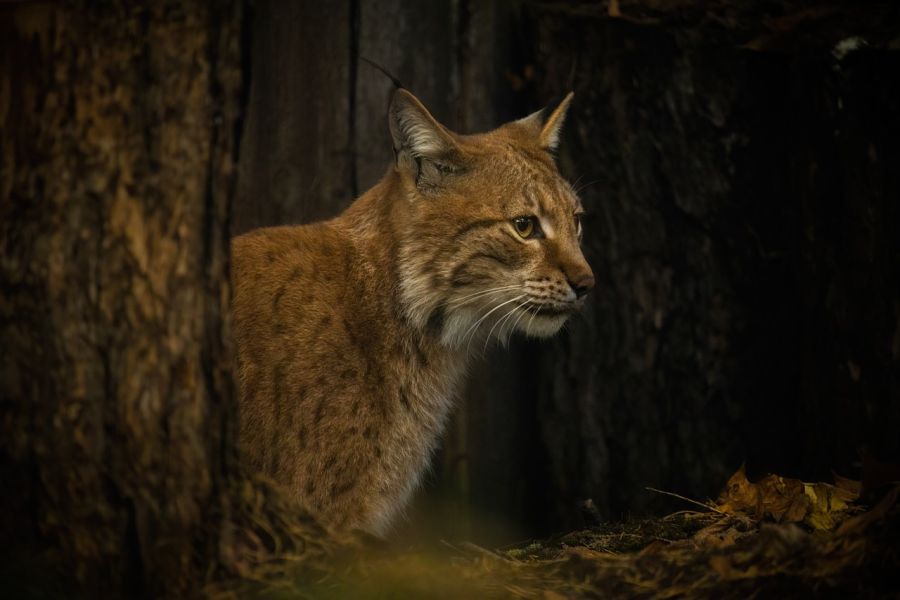 Ein Luchs (Foto: Jevgeni Fil)