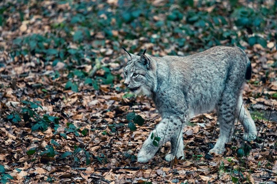 Ein ziehender Luchs. (Symbolbild: qwertygo)