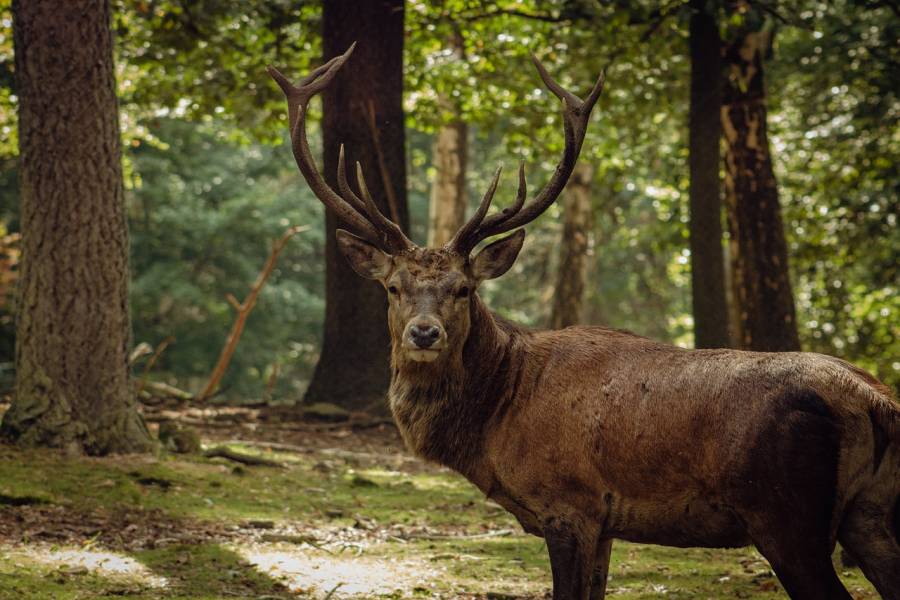 Ein Rothirsch im Wald. (Symbolbild: Florian Eckerle)