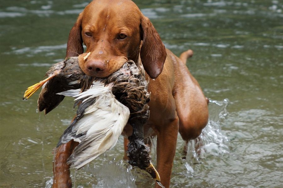 Ein Magyar Vizsla apportiert eine Stockente aus einem Gewässer. (Symbolbild: Anna-f)