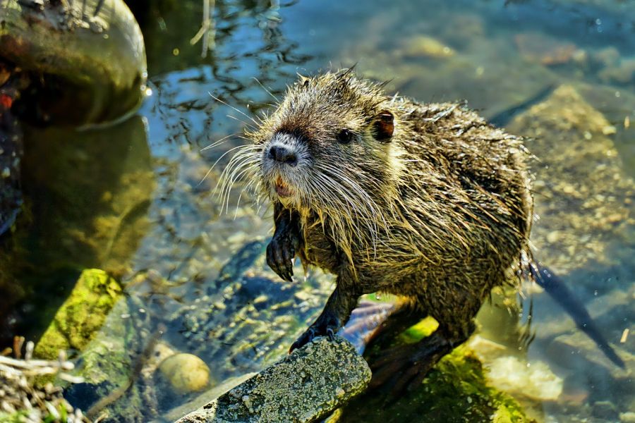 Nutria an einem Gewässer. (Symbolbild: Schwoaze)