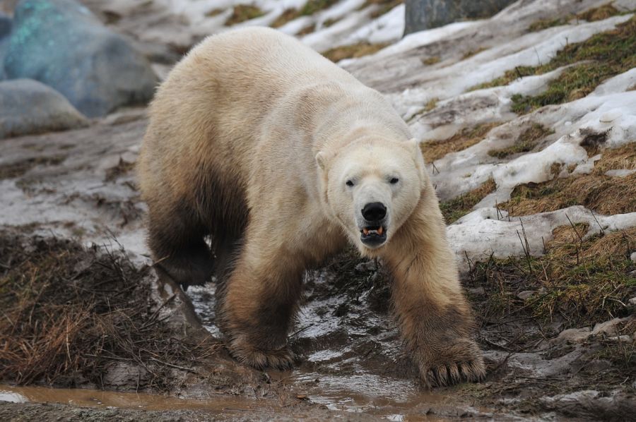 Ein Eisbär. (Symbolbild: monica_aulich)