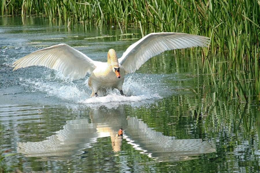 Ein auf einer Wasserfläche landender Schwan. (Symbolbild: Hans Benn)