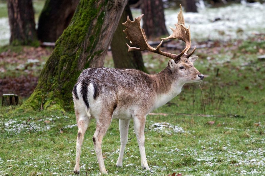 Ein Damhirsch. (Symbolbild: andreas N)