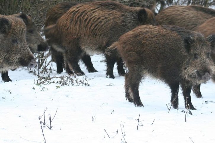 Eine Rotte Wildschweine im Schnee. (Symbolbild: Sorin Tincu)