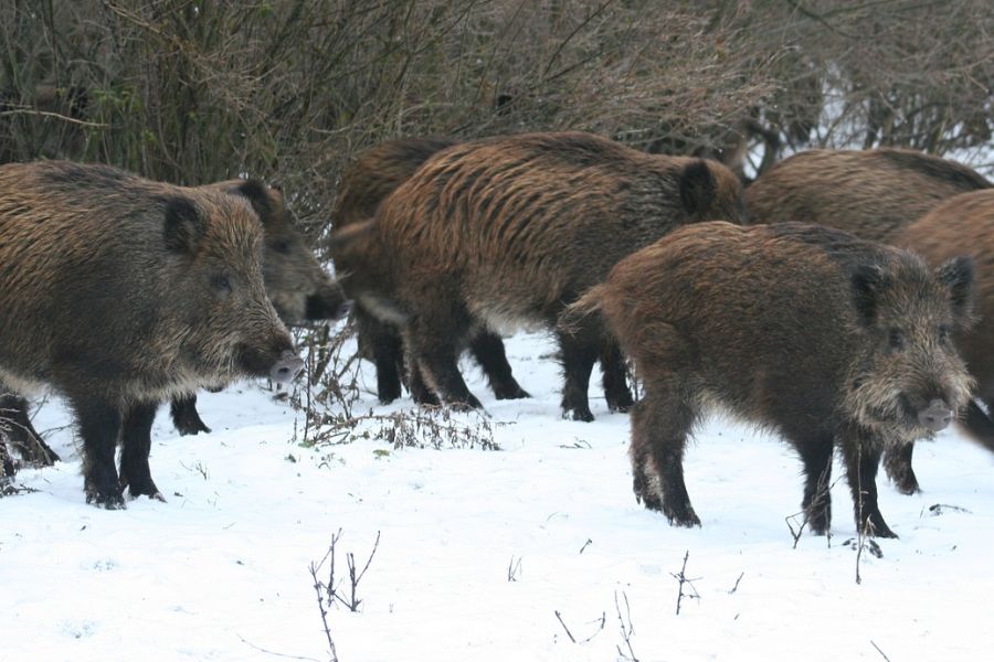 Eine Rotte Wildschweine im Schnee. (Symbolbild: Sorin Tincu)