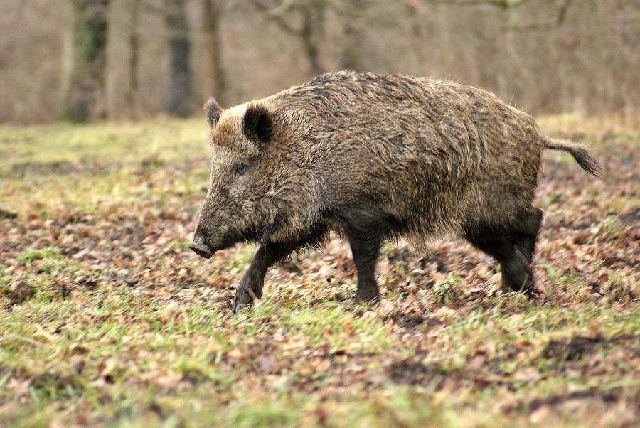 Ein Wildschwein. (Symbolbild: PublicDomainPictures)