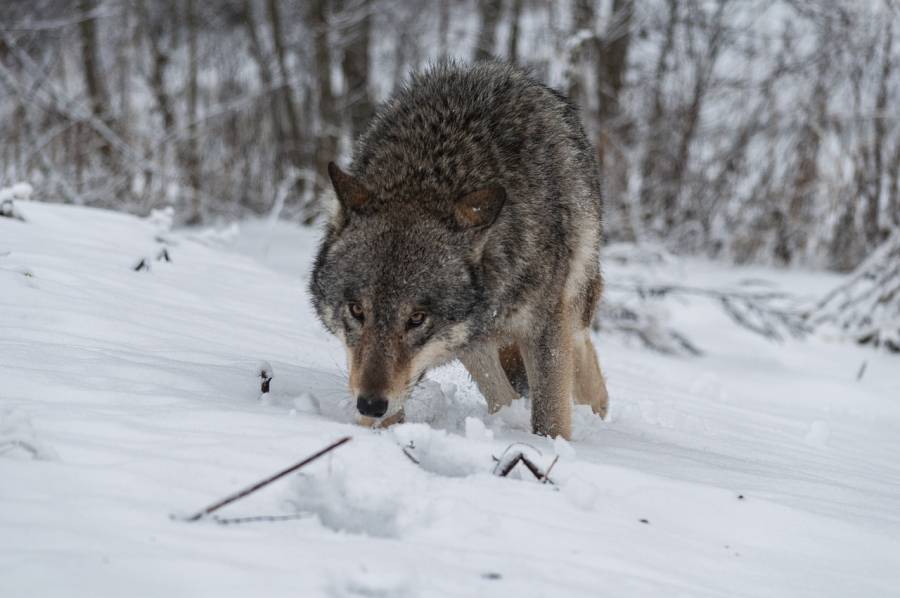 Ein Wolf im Schnee. (Symbolbild: Brig69)