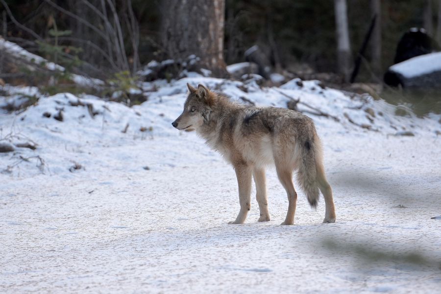 Ein Wolf im Schnee. (Symbolbild: Marg Strickland) 