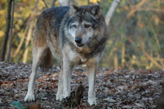 Ein einzelner Wolf. (Symbolbild: Ilaria Angelotti)