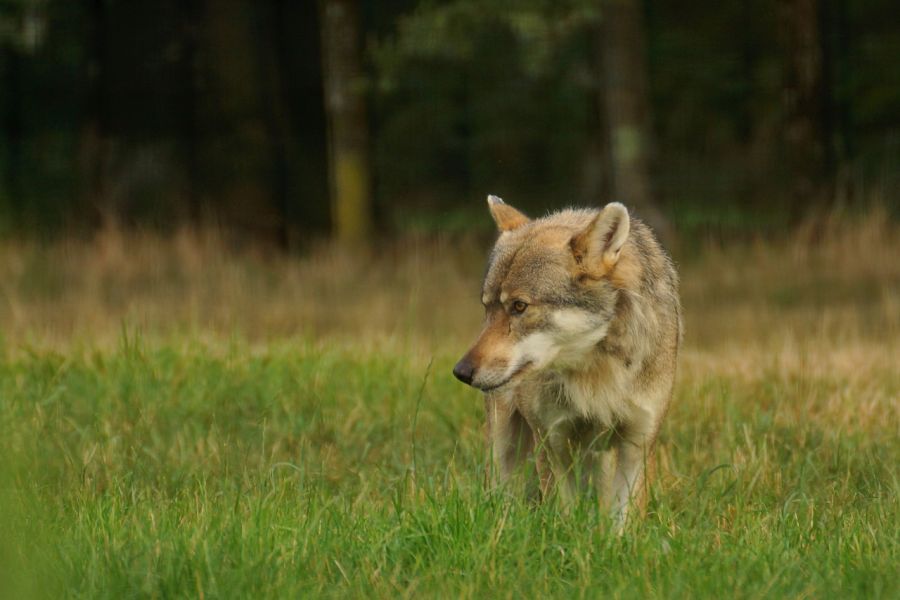 Wolf auf einer Grünfläche. (Symbolbild: Bernard Fleurandeau)