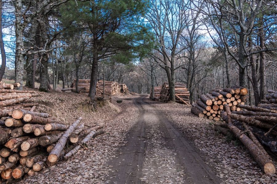 Gepoltertes Holz an einem Waldweg. (Symbolbild: Carabo)