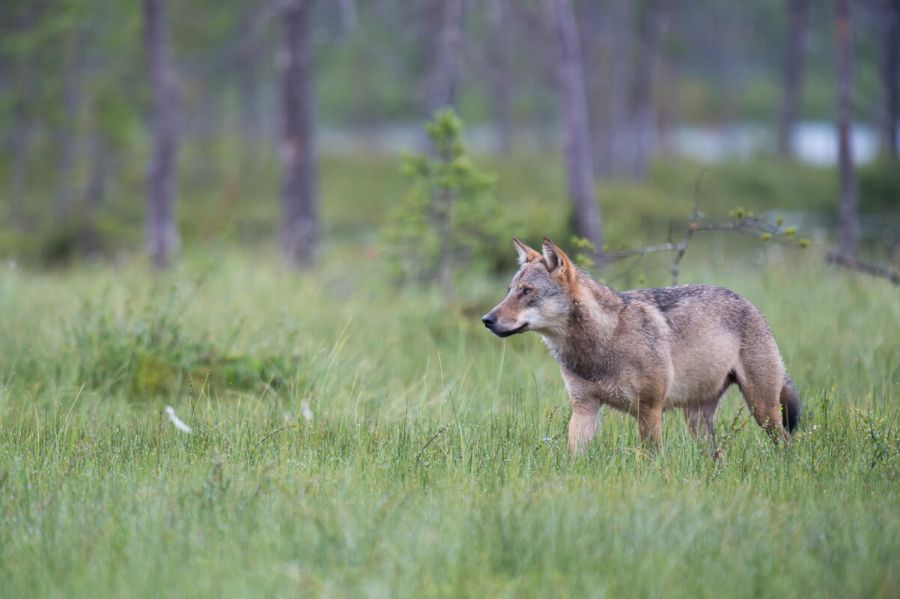 Nach Revision: Freispruch für Wolfsschützen. (Quelle: Rolfes / DJV)