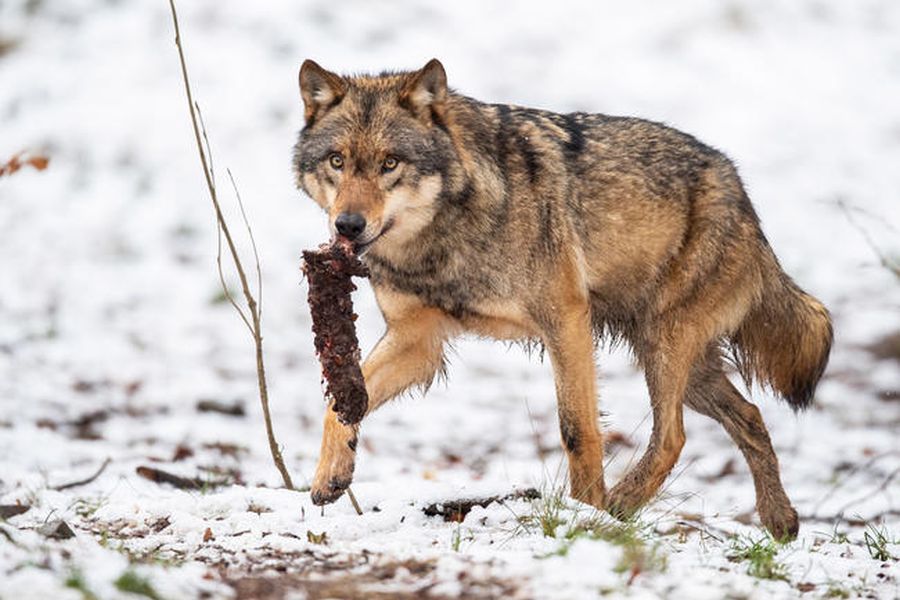 Antrag abgelehnt: Der Wolf wird nicht in den Katalog der jagdbaren Arten aufgenommen. (Quelle: Rolfes/DJV)