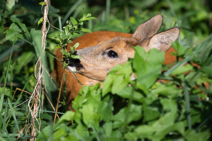 Bundeswaldgesetz: DJV fordert Berücksichtigung der wildökologischen Raumplanung. (Quelle: Grell/DJV)