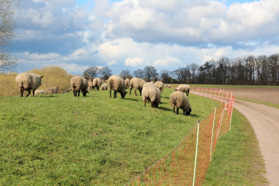 Das Landvolk fordert eine umfängliche Förderung wirksamer Herdenschutzzäune. (Foto: Landvolk)