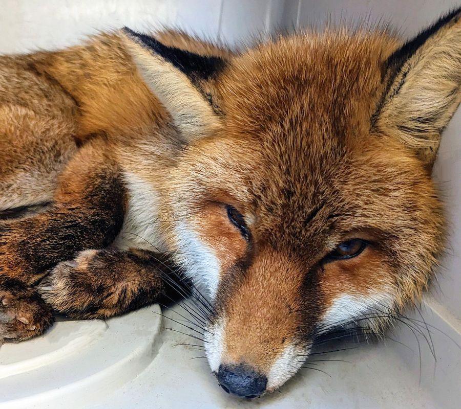 Der gerettete Fuchs. (Foto: © Berufsfeuerwehr München)