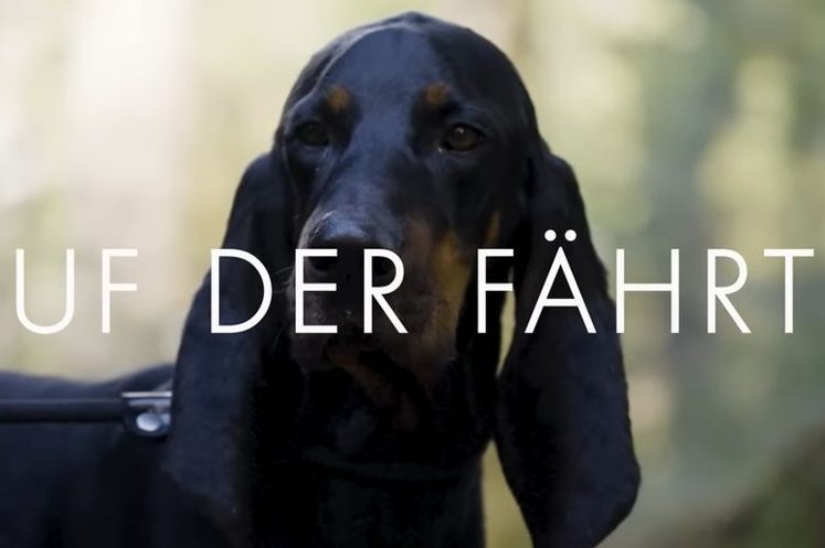 Der Schweizer Jura Laufhund Kronos. (Quelle: Screenshot)