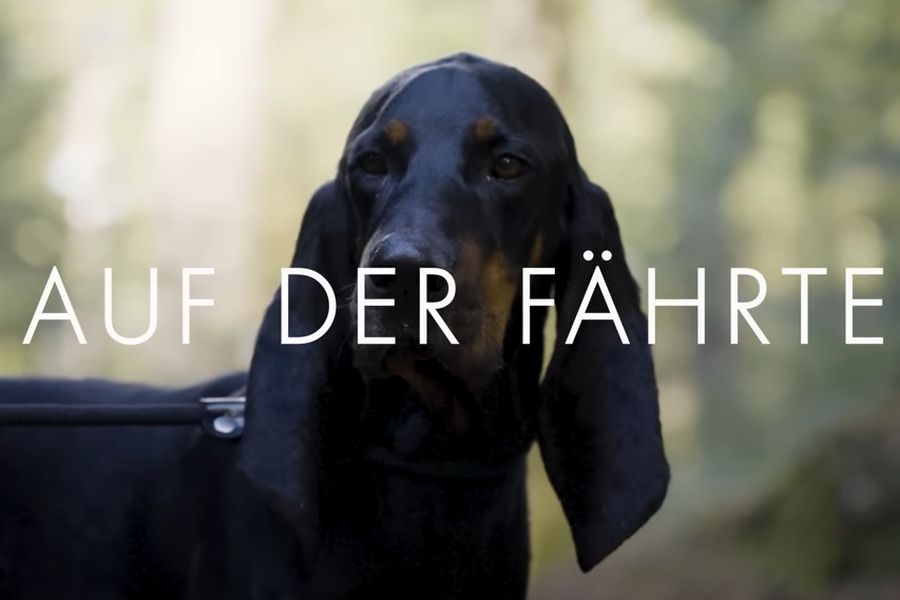 Der Schweizer Jura Laufhund Kronos. (Quelle: Screenshot)