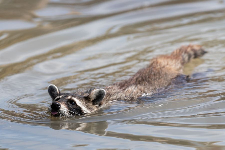 Der mittlerweile weit in Deutschland verbreitete Waschbär gilt als wichtiger potenzieller Überträger von Infektionskrankheiten auslösenden Erregern und Parasiten. (Foto: Abphotography)