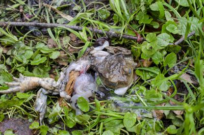 Die Geschicklichkeit und Ernährungsweise der Waschbären stellen auch eine Gefahr für die heimische Amphibienwelt dar. Foto: Dorian Dörge (SGN, GU)