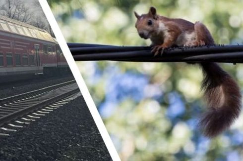 Abgerissene Oberleitung auf der S-Bahn. Eichhörnchen auf einer Leitung. (Fotos: Polizei; iStock/Wirestock)