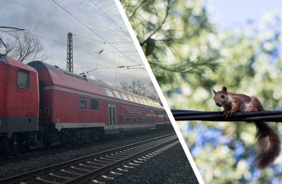 Abgerissene Oberleitung auf der S-Bahn. Eichhörnchen auf einer Leitung. (Fotos: Polizei; iStock/Wirestock)