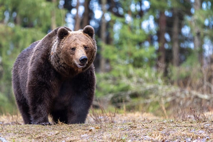 Der Eurasische Braunbär (Ursus arctos arctos) bildet laut genomischer Analysen trotz seines riesigen Verbreitungsgebietes, zu dem auch die Gebirgskette der Karpaten zählt, eine gemeinsame Unterart der Braunbären. (Foto: Gregoire Dubois, flickr, Lizenz CC BY-NC-SA 2.0)