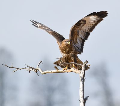 Ein Mäusebussard. (Foto: Dr. Olaf Broders/LBV)