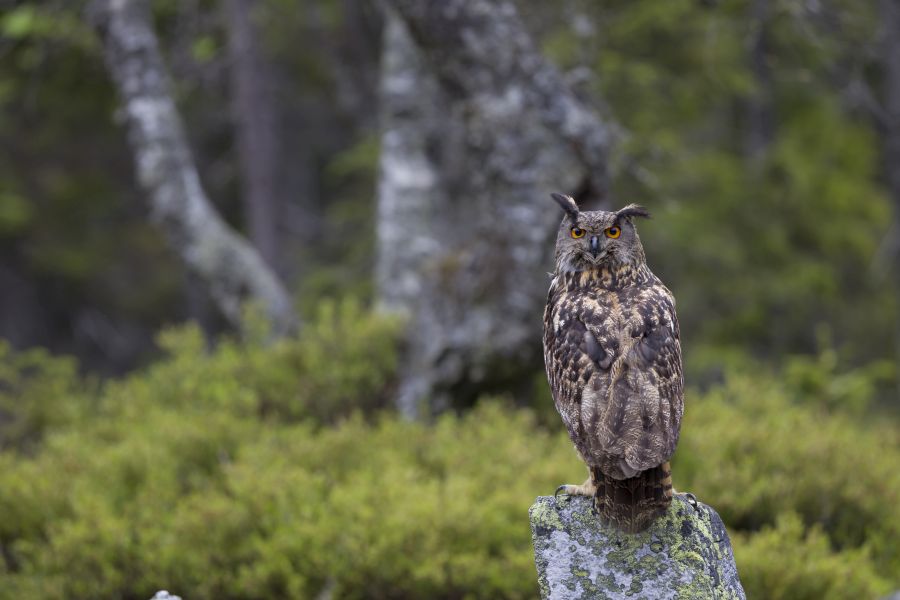 Ein Uhu. (Foto: Marcus Bosch/LBV)