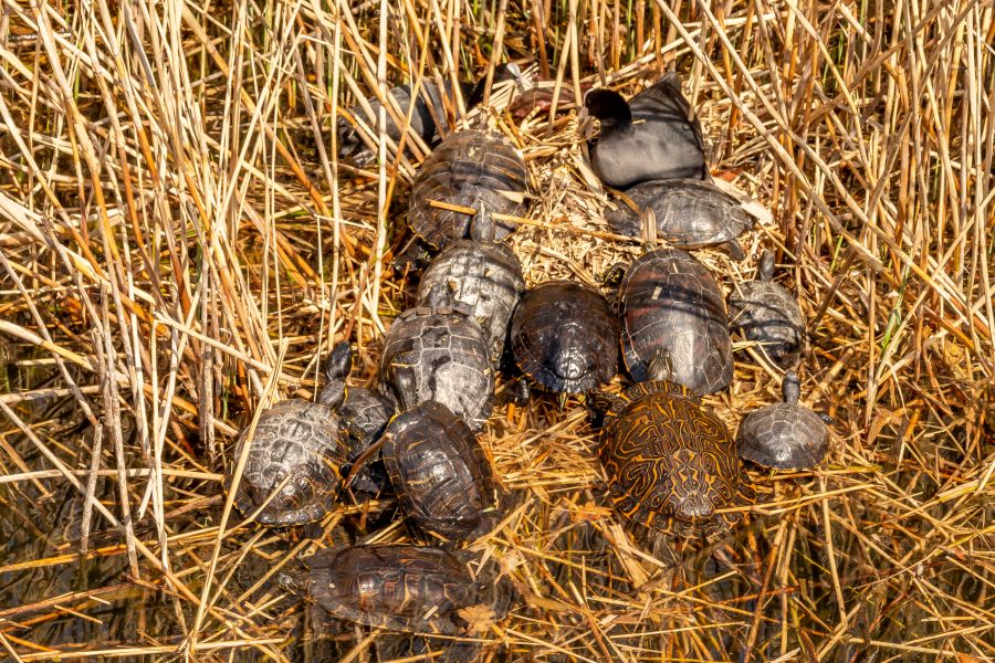 Der Einfluss der invasiven Schildkrötenarten auf heimische Ökosysteme muss dringend weiter erforscht werden, fordern die Autoren der Studie. Hier sonnen sich verschiedene nicht-heimische Schildrötenarten auf dem Nest zweier Blässhühner im Flückigersee in Freiburg im Breisgau. (Foto: Nahid Hasan Sumon)