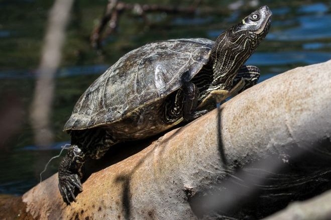 In Baden-Württemberg sind drei nordamerikanische Schildkrötenarten – darunter die Falsche Landkarten-Höckerschildkröte, Graptemys pseudogeographica – nun heimisch geworden. (Foto: Johannes Penner)