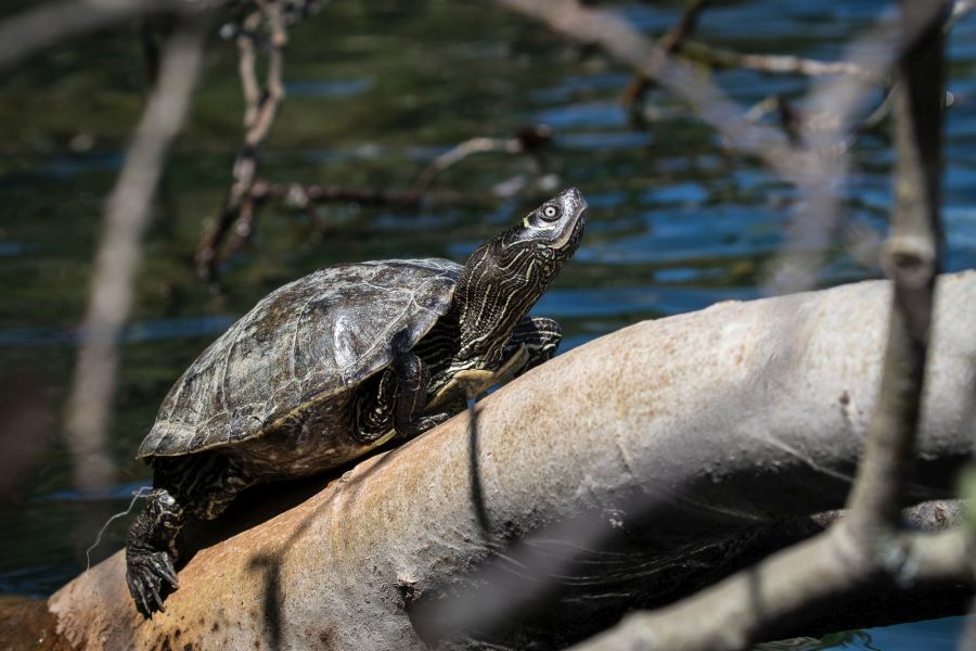 In Baden-Württemberg sind drei nordamerikanische Schildkrötenarten – darunter die Falsche Landkarten-Höckerschildkröte, Graptemys pseudogeographica – nun heimisch geworden. (Foto: Johannes Penner)