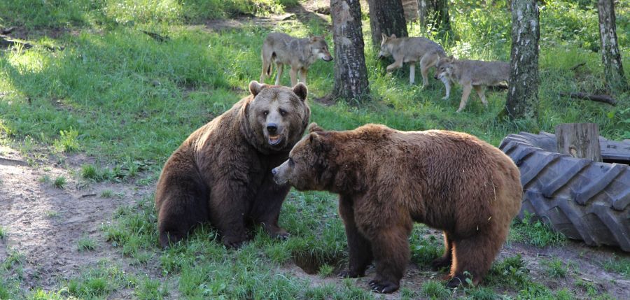 Wölfe und Bären auf einer Anlage. (Foto "Wildpark-MV")