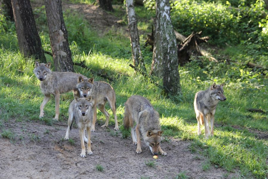 Rudel Wölfe im Güstrower Wildpark-MV. (Foto "Wildpark-MV")