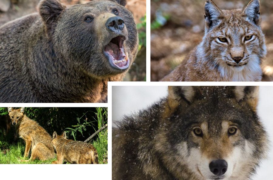 Tirol beschließt besondere Maßnahmen betreffend Bären, Wölfe, Luchse und Goldschakale. (Symbolbilder: Alexas_Fotos/Madeleine Lewander/Andrei Prodan/Eszter Miller)